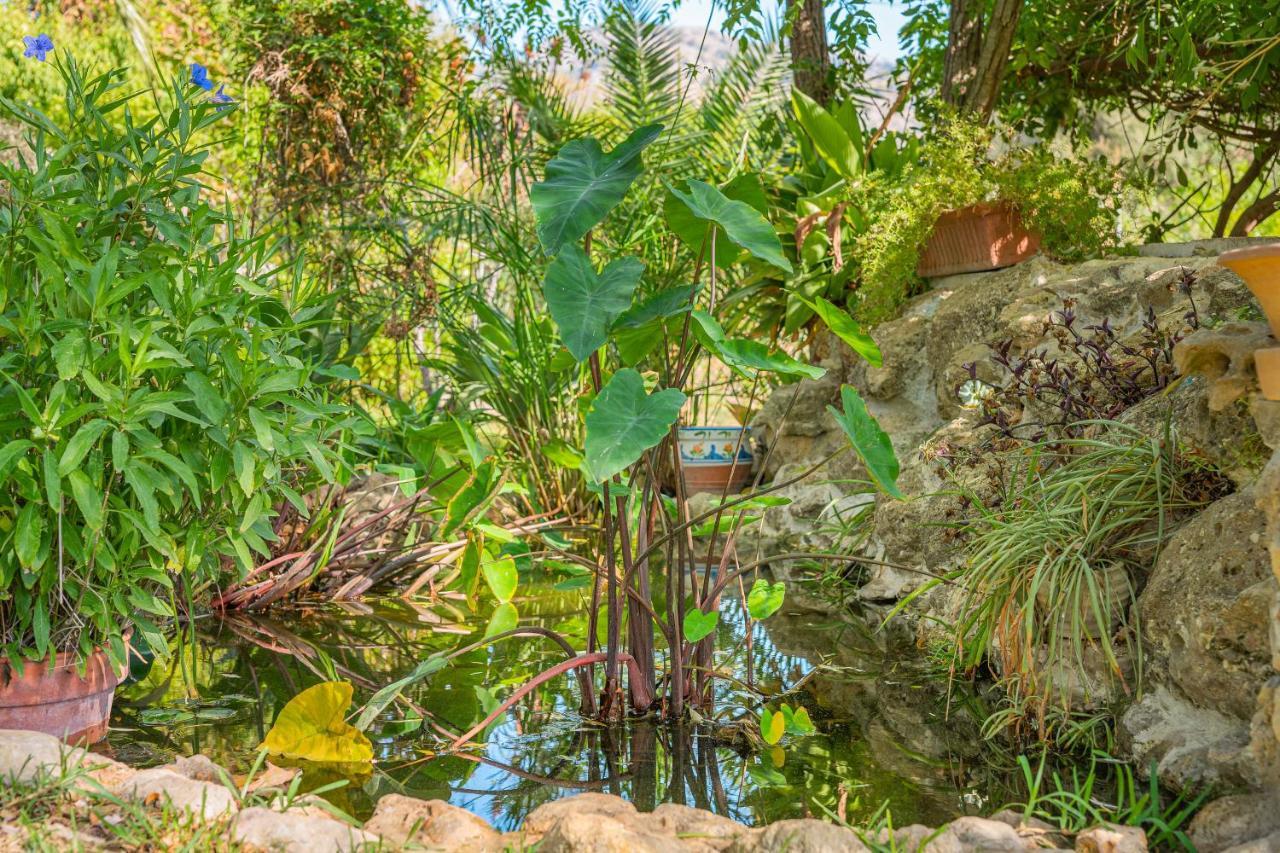 Finca Alqueria كامبانيت المظهر الخارجي الصورة